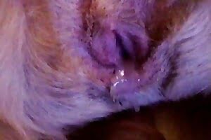 pussy,porno with animals