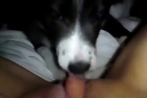 animal fucking,bestiality