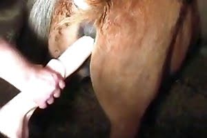 palpite certo de hoje - animal fucked,pony