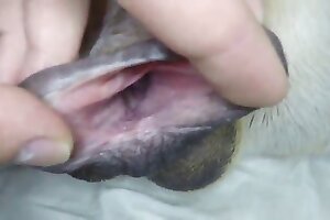 zoofilia videos,zoo porn