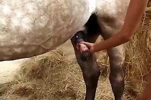 horse sex,bitch