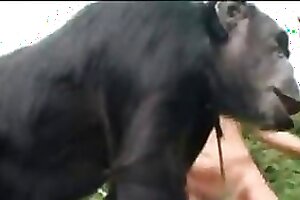 WJCASINOcc - Zoo Sex